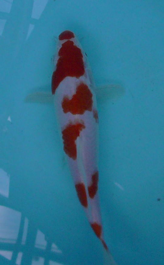 期間限定値下げ！2匹で9,800円 錦鯉 品評会レベル 2匹セット