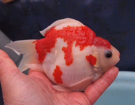 特選 値下げミニ福だるま - 錦鯉の販売・通販 古澤養魚場